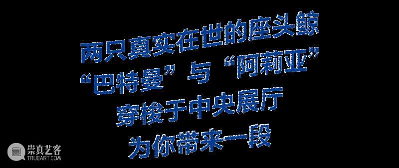 2月12日起中央展厅新展开幕！“卡罗莱娜·凯塞多：鲸鱼的致敬” 全球首发！ 崇真艺客