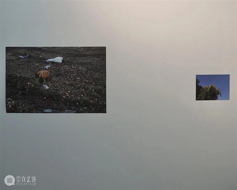 这是现场&.对话｜陈杭燕：因为树过于日常，过于理所当然 崇真艺客