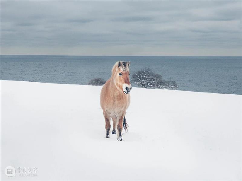 轻蹄踏雪，福随印至 崇真艺客
