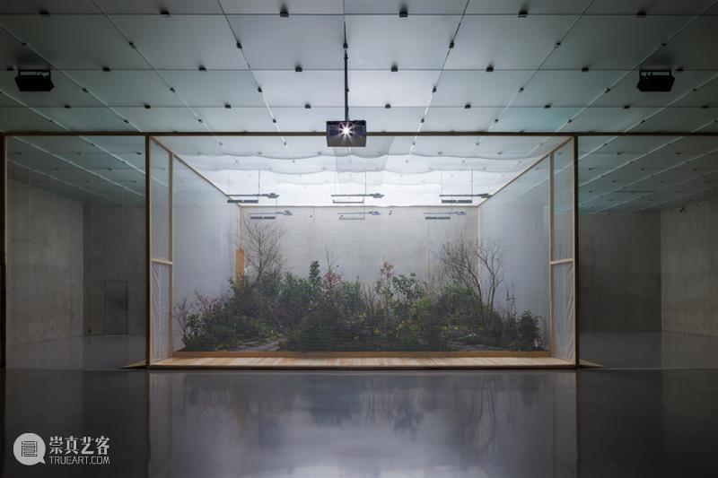 Flash Art访谈｜普雷舍丝·奥科尤蒙：爱是自然的信息  Flash&nbsp;Art 崇真艺客