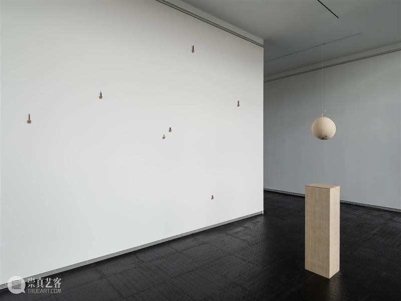 竹蜂蛀孔、红火蚁迁徙……重新看见被忽略的生命 视频资讯  崇真艺客