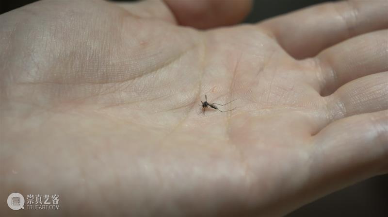竹蜂蛀孔、红火蚁迁徙……重新看见被忽略的生命 视频资讯  崇真艺客