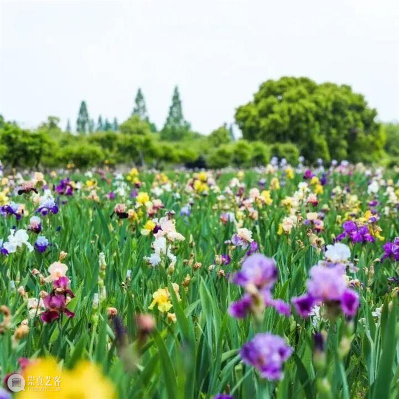 HOW新闻 | 昊美术馆携19件雕塑作品亮相“奇花艺境” 视频资讯 昊美术馆（上海） 崇真艺客