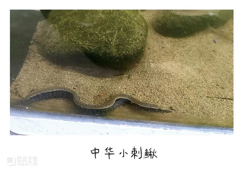 白马滩艺术现场｜少年文俊与他的宝贝 崇真艺客