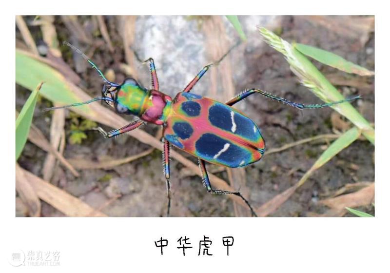 白马滩艺术现场｜少年文俊与他的宝贝 崇真艺客