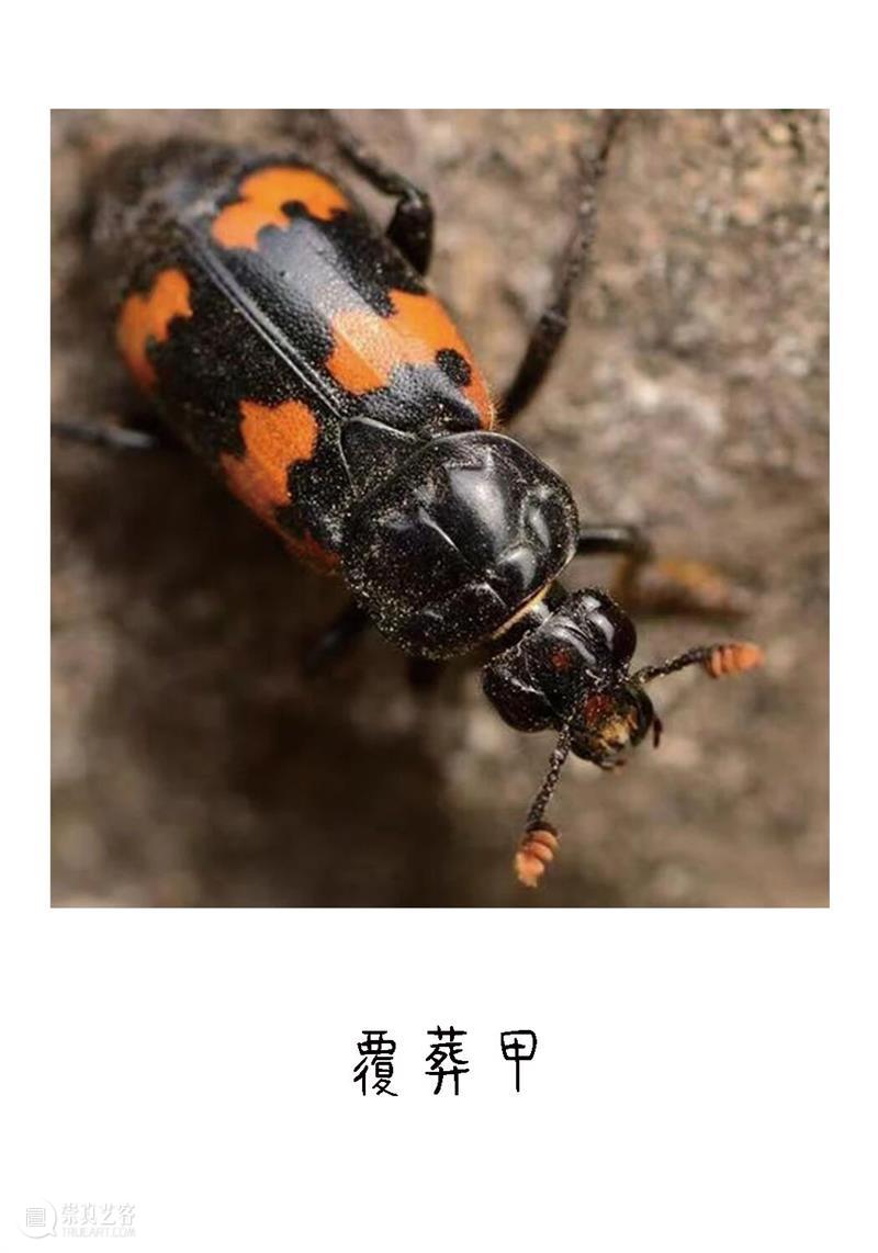 白马滩艺术现场｜少年文俊与他的宝贝 崇真艺客