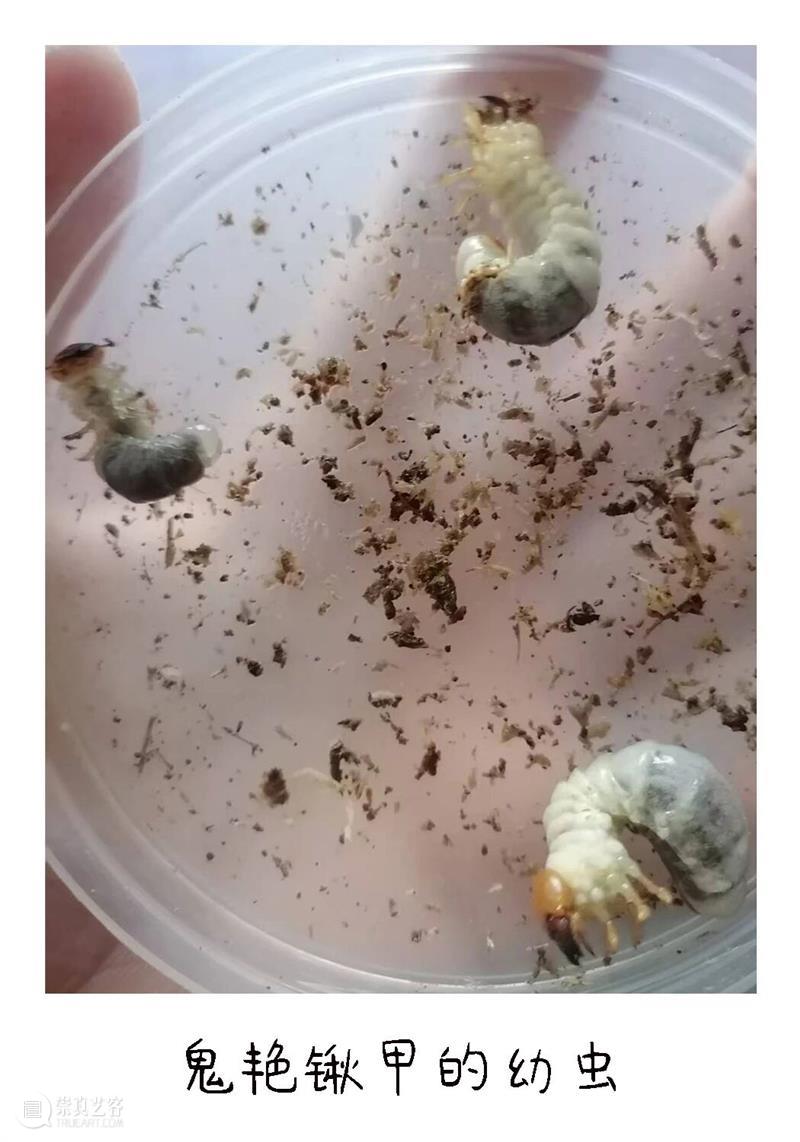 白马滩艺术现场｜少年文俊与他的宝贝 崇真艺客
