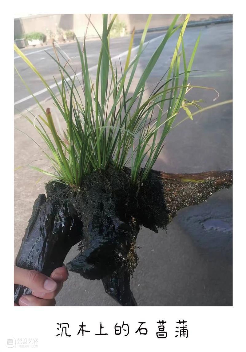 白马滩艺术现场｜少年文俊与他的宝贝 崇真艺客