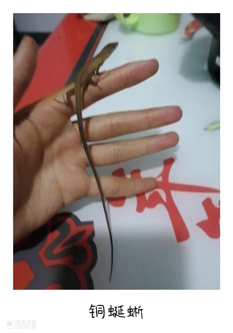 白马滩艺术现场｜少年文俊与他的宝贝 崇真艺客