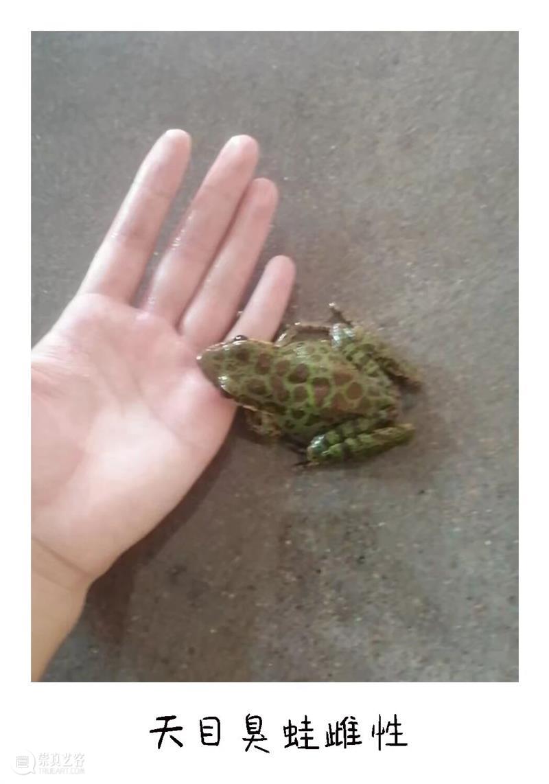 白马滩艺术现场｜少年文俊与他的宝贝 崇真艺客