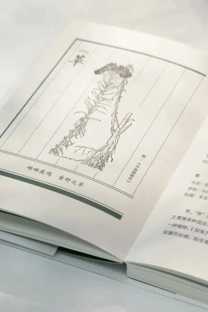 艺术家阿籽奶奶展览：让诗风穿透一切——《诗经》草木意象展，上海图书馆 崇真艺客