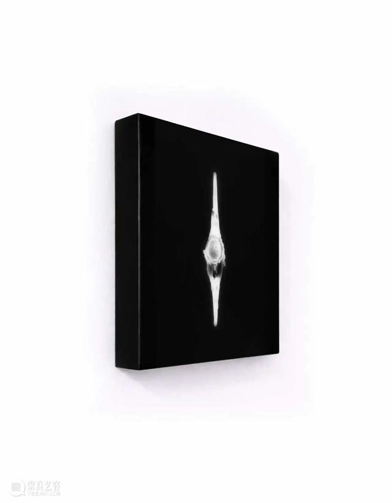 影像上海艺术博览会参展画廊 | NONE PROJECT 崇真艺客