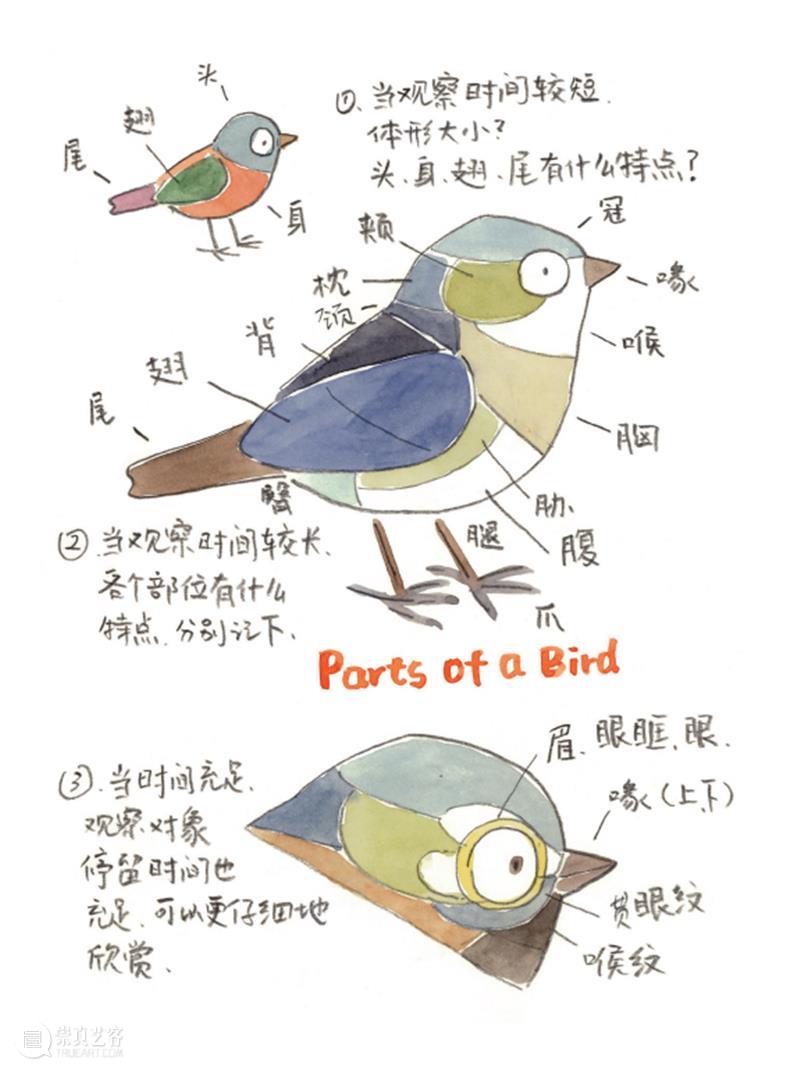 A2M?讲座?| 【博物自然】勾勒生活，观鸟绘心——扫把 × 卡斯丁多分享自然观察和创作的日常 崇真艺客