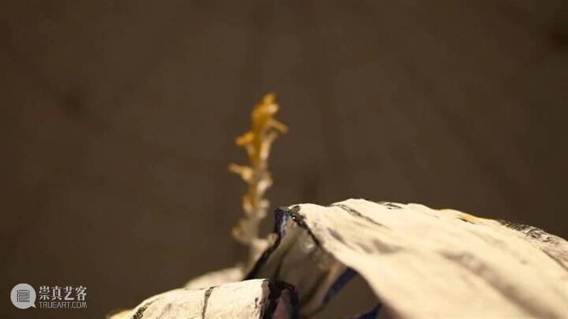 拳击手之梦｜植物会记住创伤吗？ 崇真艺客