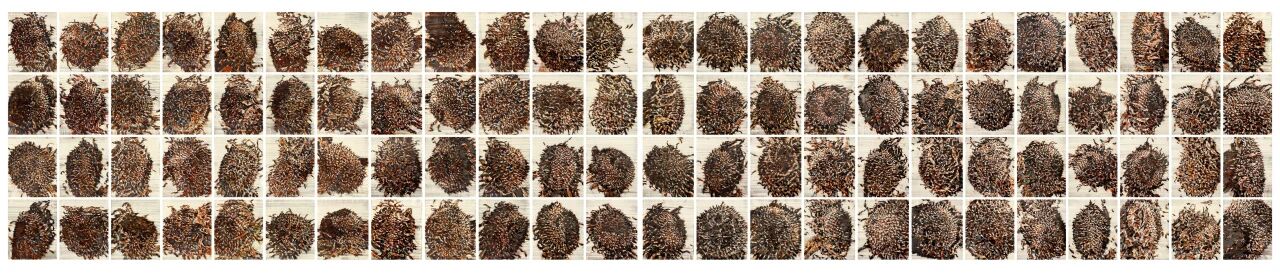 新展 | 葵山——许江艺术展 崇真艺客