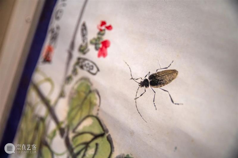 年度大展赏读 | 小小草虫，何以撑起齐白石的“广大”？ 崇真艺客