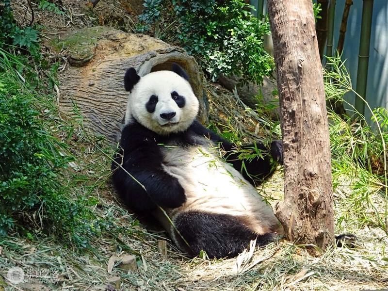 主题:A2M?讲座?| 【艺术与文学】走进中国国家公园之大熊猫国家公园——你不知道的大熊猫 崇真艺客