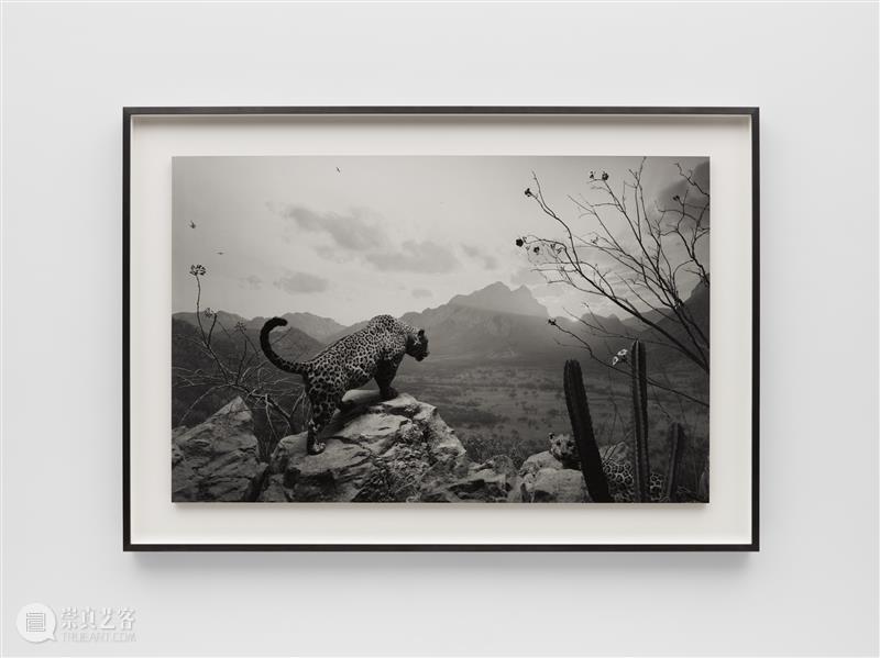 正在展出 | 里森纽约 | 杉本博司（Hiroshi Sugimoto）个展“Unnatural Habitat” 崇真艺客