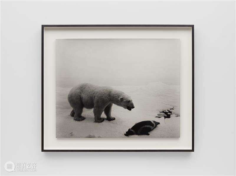 正在展出 | 里森纽约 | 杉本博司（Hiroshi Sugimoto）个展“Unnatural Habitat” 崇真艺客