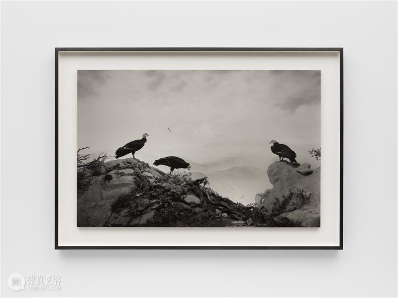 正在展出 | 里森纽约 | 杉本博司（Hiroshi Sugimoto）个展“Unnatural Habitat” 崇真艺客