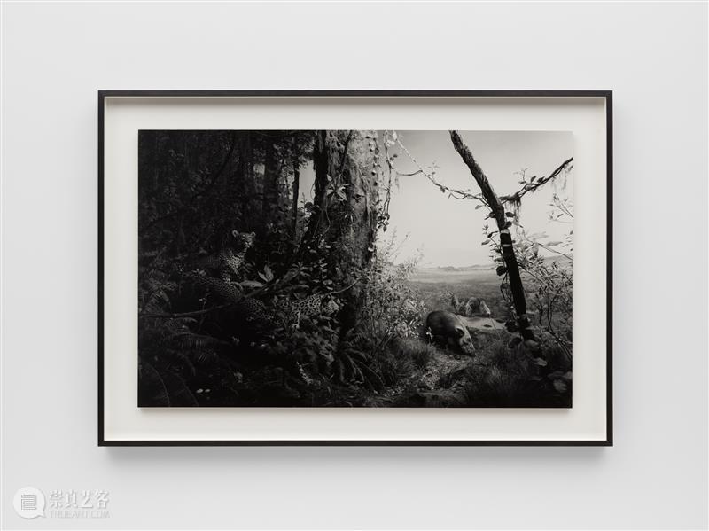 正在展出 | 里森纽约 | 杉本博司（Hiroshi Sugimoto）个展“Unnatural Habitat” 崇真艺客