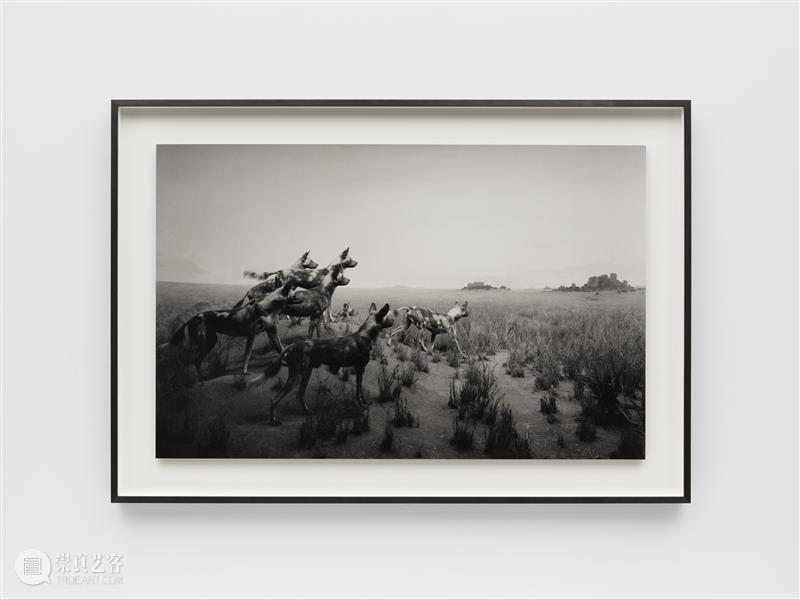 正在展出 | 里森纽约 | 杉本博司（Hiroshi Sugimoto）个展“Unnatural Habitat” 崇真艺客